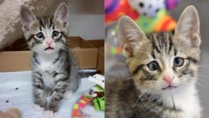 Meet-Bum-The-Kitten-Born-With-Worried-Eyes-Who-Stole-The-Everyones-Heart-728x410-1