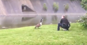 goose-cops-attention