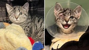 One-Eyed-Kitten-Gets-Adopted-And-Learns-To-Trust-Humans-Again-728x410-1