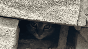 kitten-hides-in-wall-1080x608